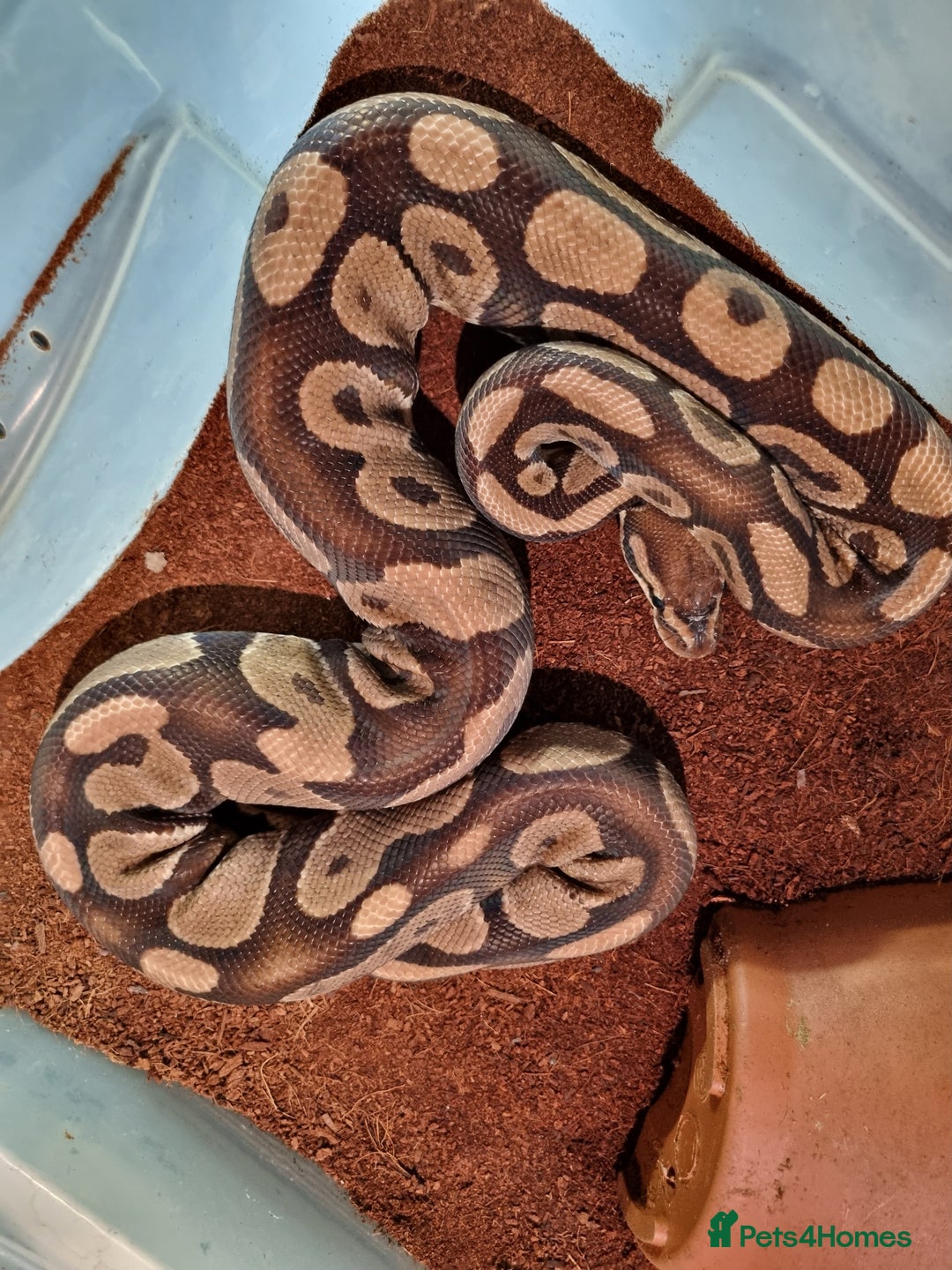Python Snake reptiles for sale: Breeding trio of royal pythons - Image 9