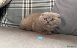 Scottish Fold cats for sale: 🐾2 boys left Scottish Fold🐾 - Image 6