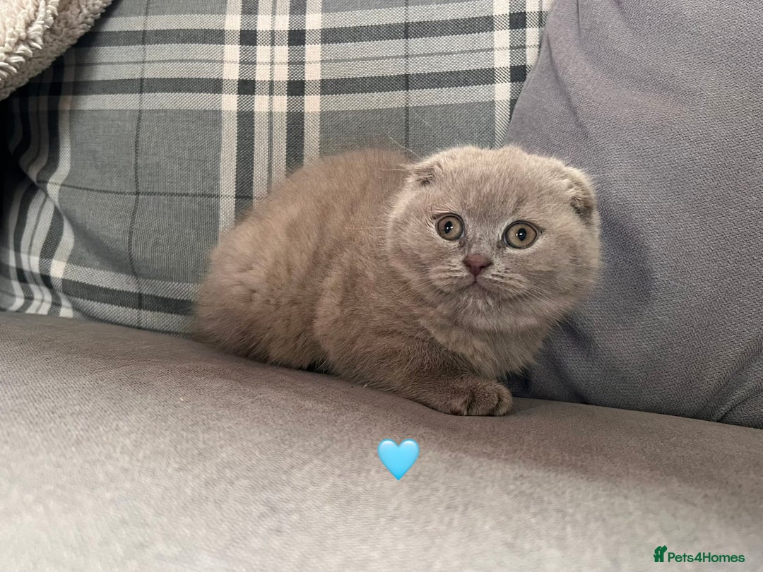 Scottish Fold cats for sale: 🐾2 boys left Scottish Fold🐾 - Image 6