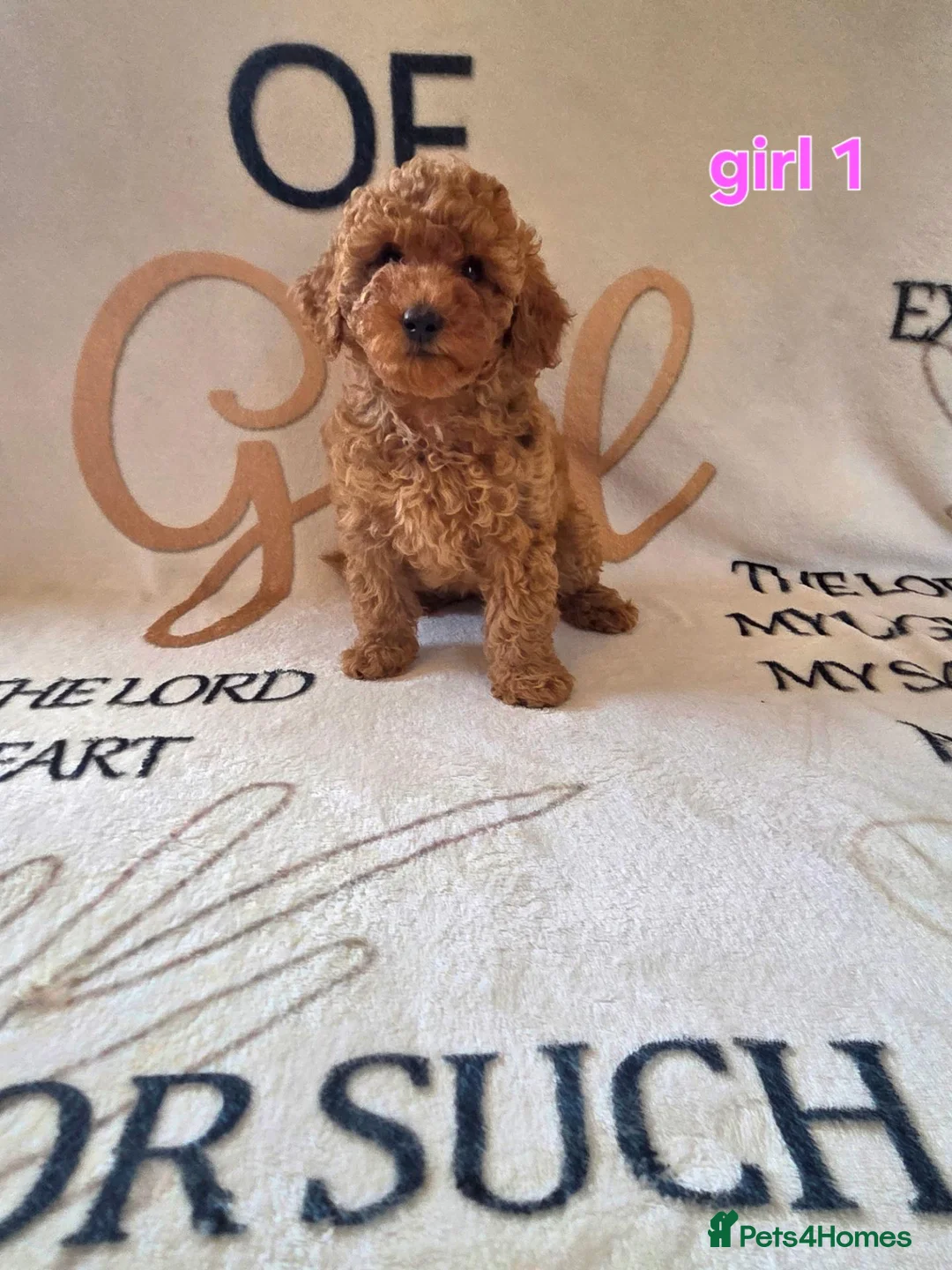 Cockapoo dogs for sale: F1BB cockapoos  - Advert 10