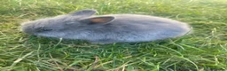 Lionhead rabbits for sale: Adorable Lionhead Bunnies - Advert 3