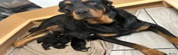 Rottweiler dogs for sale: Beautiful Rottweiler Pups  - Advert 19