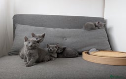 Russian Blue cats for sale: Russian blue babies looking for FOREVER homes - Image 39