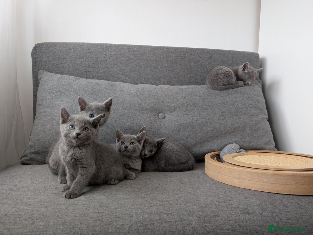 Russian Blue cats for sale: Russian blue babies looking for FOREVER homes - Image 39