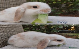 Mini Lop rabbits for sale: Gorgeous mini lop babies, £90, ready from 13/10/25 - Image 3