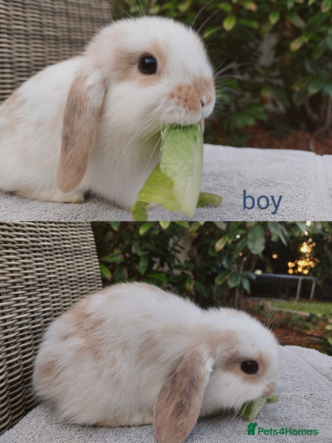 Mini Lop rabbits for sale: Gorgeous mini lop babies, £90, ready from 13/10/25 - Image 3