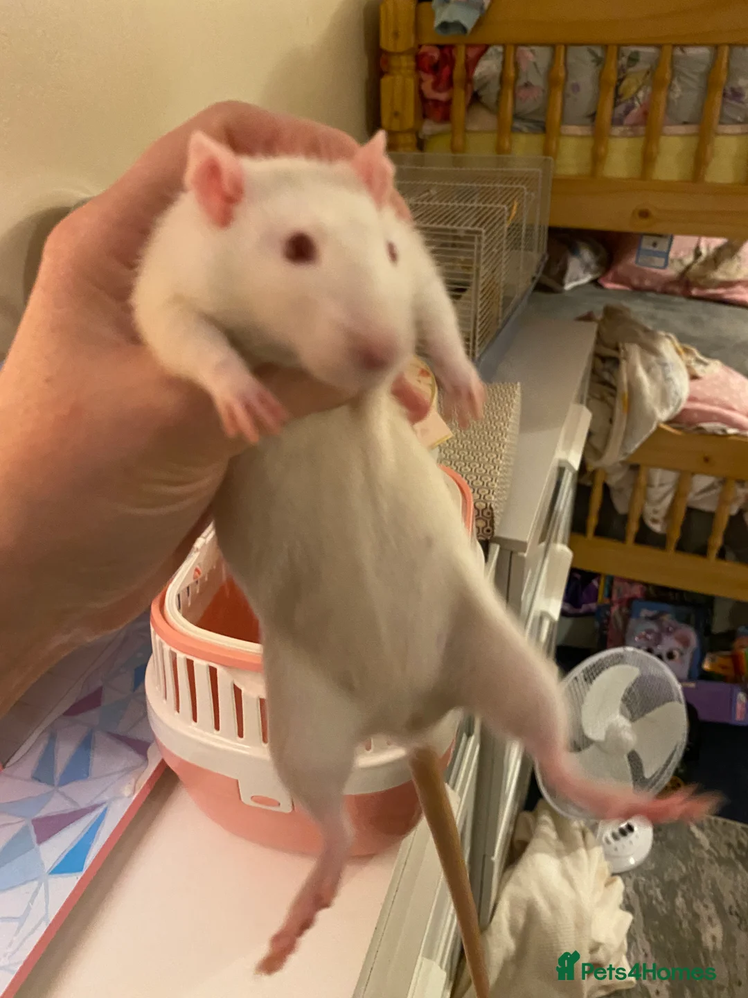 Rat rodents for sale: Baby rats and cage  - Advert 2