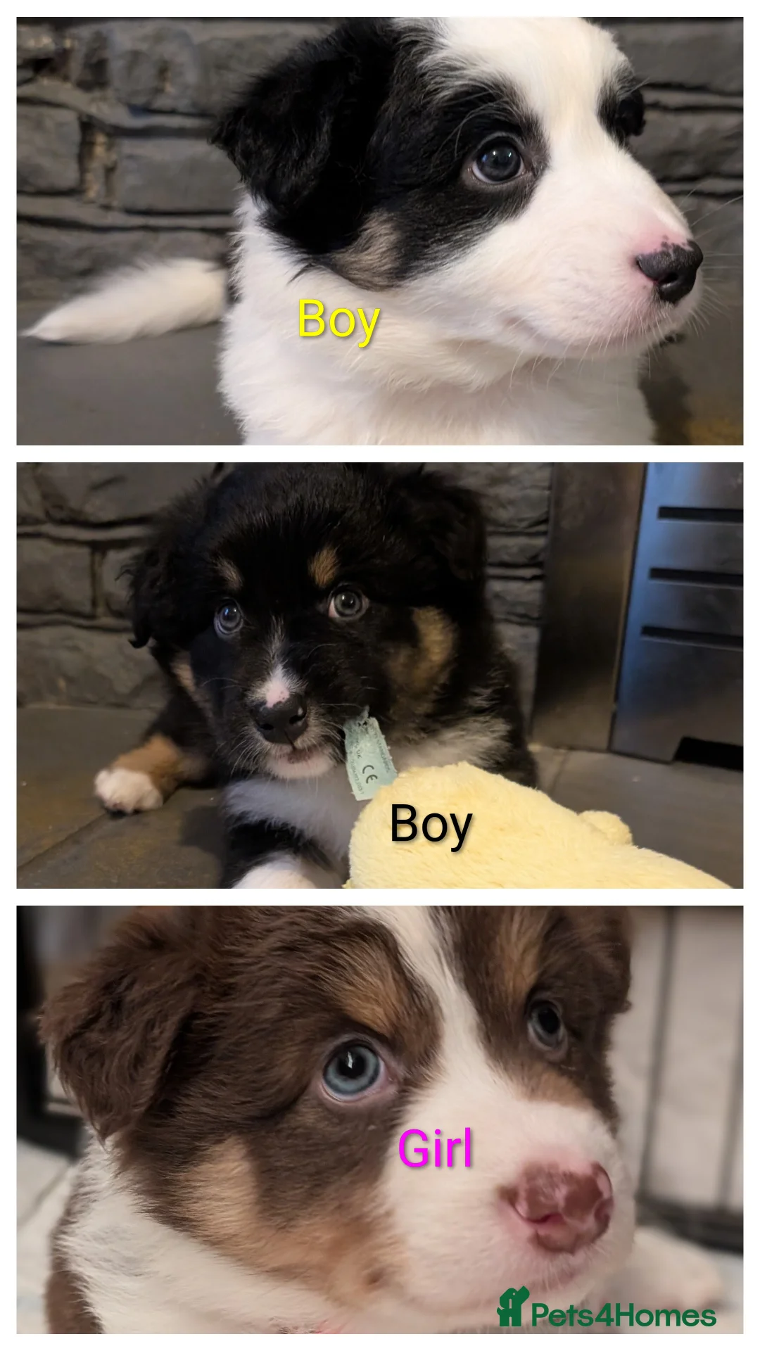 Australian Shepherd dogs for sale: Australian shepherd puppies  - Advert 8