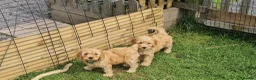 Cockapoo dogs for sale: Cockapoo F2 - Advert 17