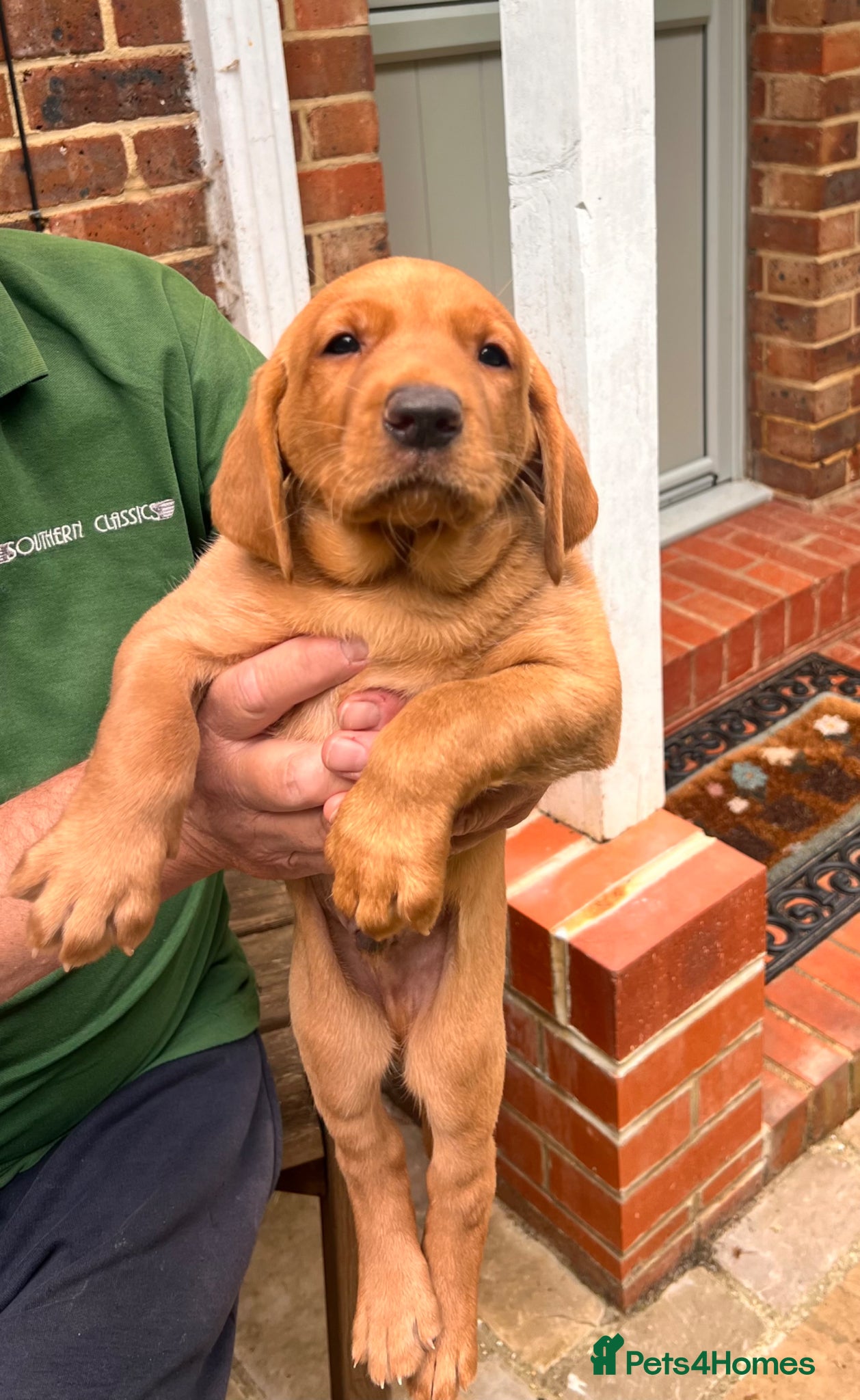 Labrador Retriever dogs 1 fox red boy & 1 yellow girl available.   - Advert 2