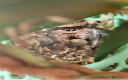 Spiders invertebrates for sale: 3 x female young adult jumping  spiders phidippus - Image 5