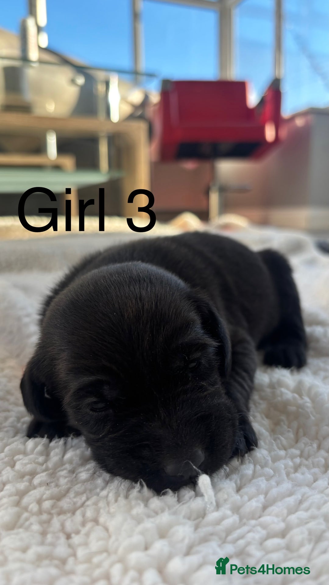 Labrador Retriever dogs for sale: KC registered Labrador pups - Advert 8