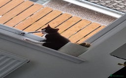 Domestic Shorthair cats for sale: Kittens for sale, READY TO GO NOW!  - Image 16