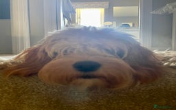 Cavapoo dogs for sale: One year old Female Spayed Apricot Cavapoo  - Image 4
