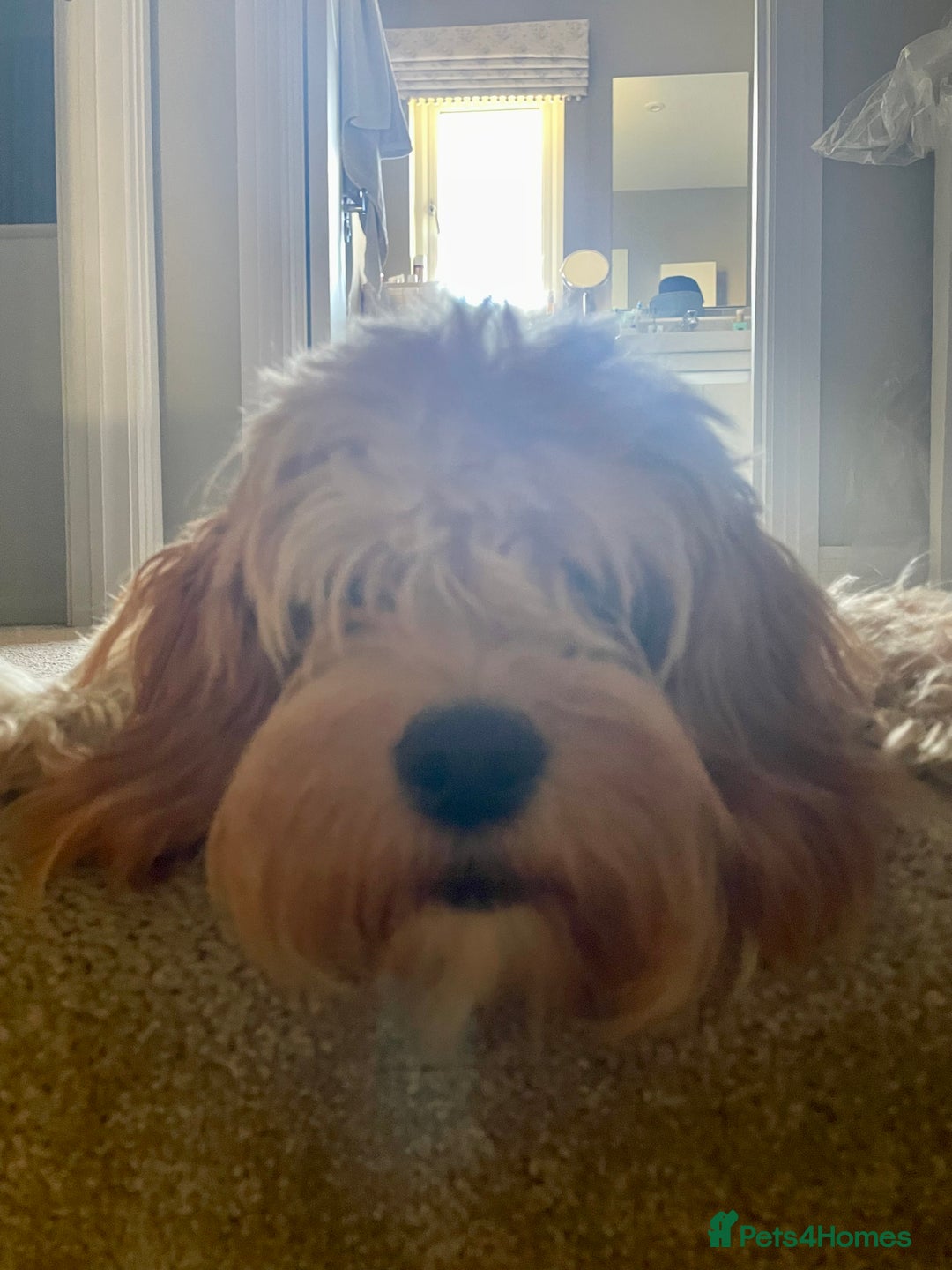 Cavapoo dogs for sale: One year old Female Spayed Apricot Cavapoo  - Image 4
