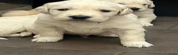 Golden Retriever dogs for sale: KC Golden Retriever Puppies Health Tested Parents - Advert 1