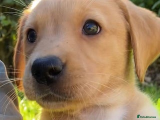 Labrador Retriever dogs Working Lab pups from 5⭐️ licensed breeders - Advert 14