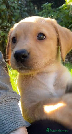 Labrador Retriever dogs - Advert 16