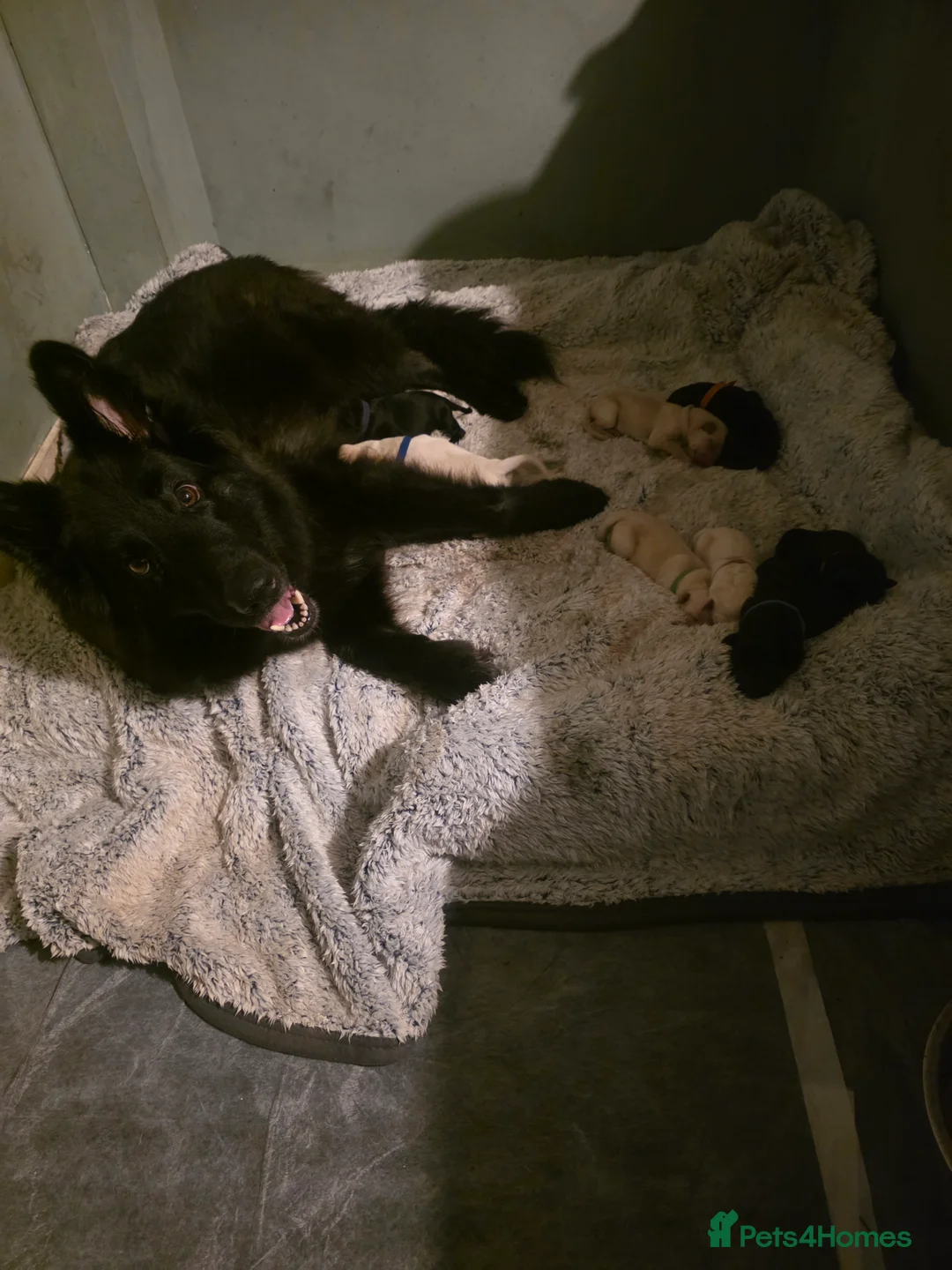 Mixed Breed dogs for sale: Shepador... German Shepherd x Labrador Puppies 🐶  - Advert 1