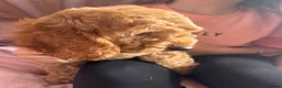 Cockapoo dogs for sale: Red & Apricot Cockapoo Puppies in Airdrie - Advert 5