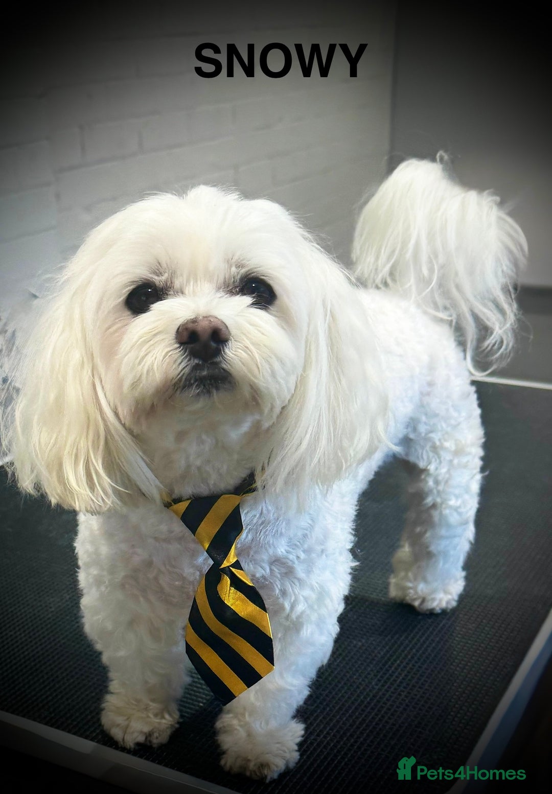 Maltese dogs for sale:  KC Registred Maltese puppies  - Advert 19