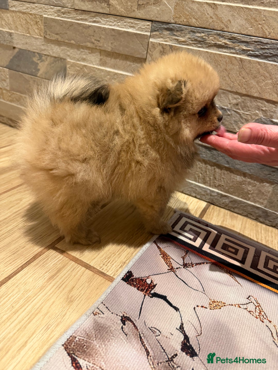 Pomeranian dogs for sale: Gorgeous Female Poms ☺️ - Advert 13