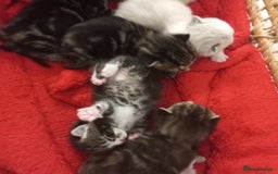 Mixed Breed cats for sale: 3 boys 4 girls looking for new home - Image 2
