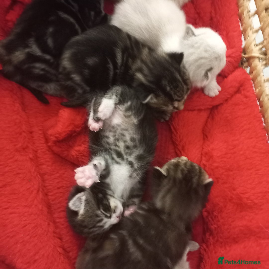 Mixed Breed cats for sale: 3 boys 4 girls looking for new home - Image 2