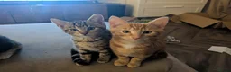 Bengal cats for sale: Bengal x Calico - READY TO GO!!!  - Advert 3