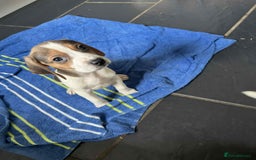 Beagle dogs for sale: Beautiful beagle puppies  - Image 4