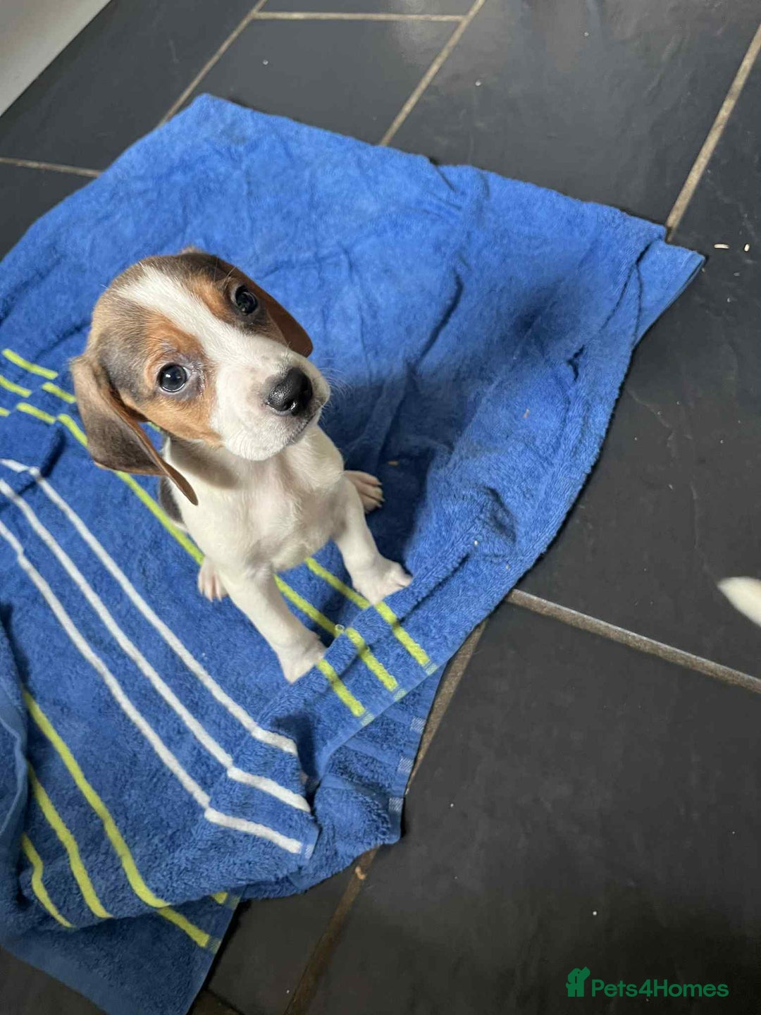 Beagle dogs for sale: Beautiful beagle puppies  - Image 4
