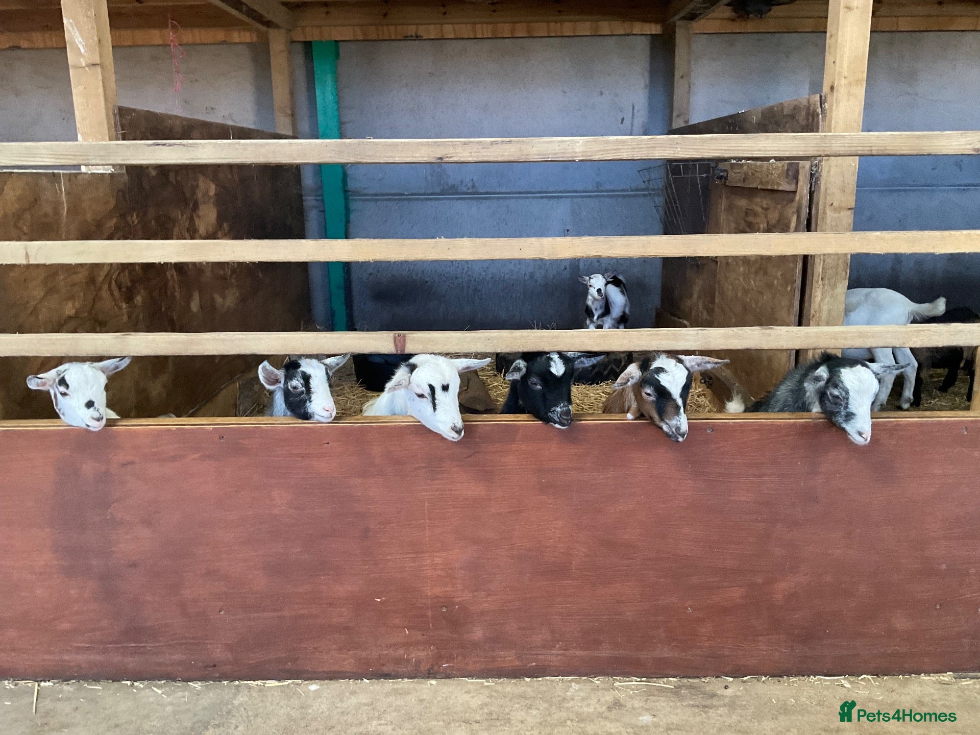 Goats livestock Pygmy kids for sale. Females and castrated males  - Advert 1