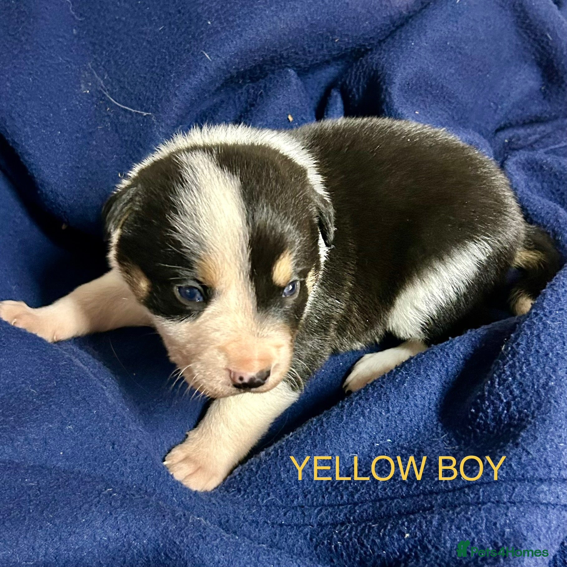 Border Collie dogs for sale: GORGEOUS BORDER COLLIE PUPPIES - Advert 2
