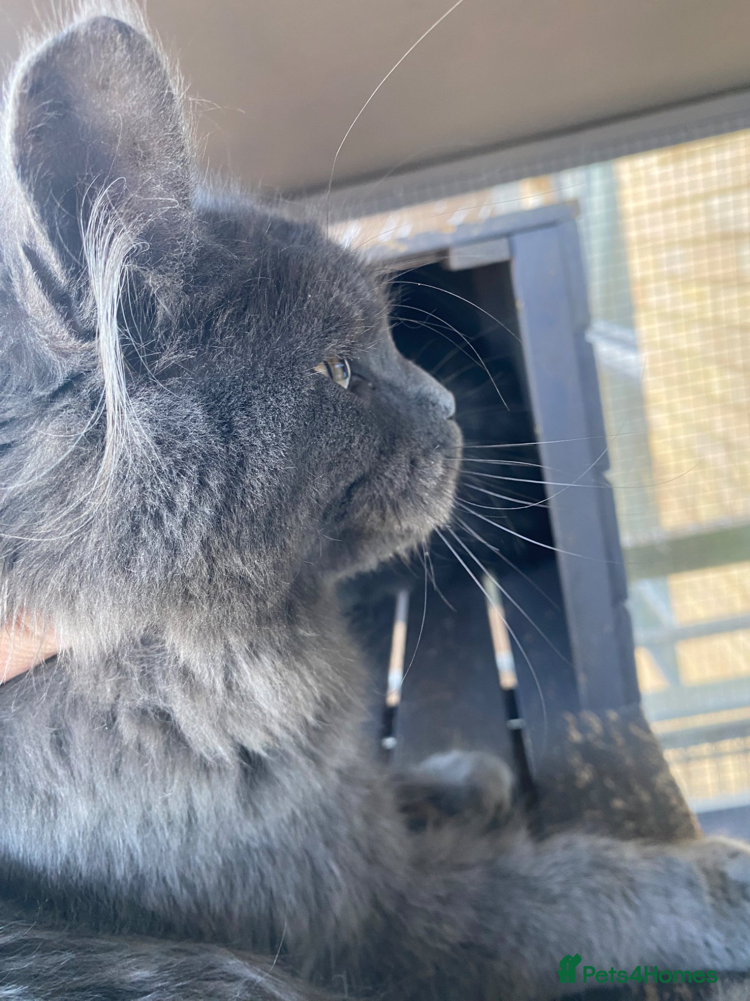 Maine Coon cats 💙*🔥*SOLID BLUE MAINE COON FEMALE*🔥*💙 - Advert 1