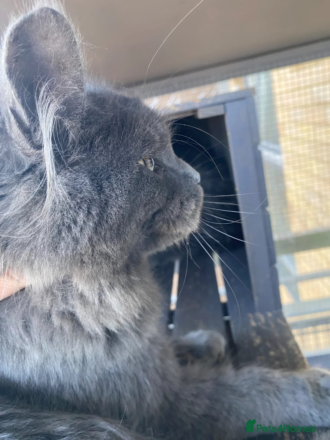 Maine Coon cats for sale: 💙*🔥*SOLID BLUE MAINE COON FEMALE*🔥*💙 - Advert 1