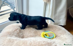 Cocker Spaniel dogs for sale: Kennel Club registered working cockers  - Image 25