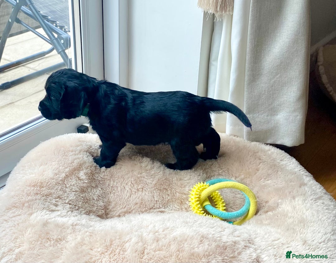 Cocker Spaniel dogs for sale: Kennel Club registered working cockers  - Image 25