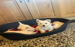 West Highland Terrier dogs for sale: Westie puppies for sale - Image 4