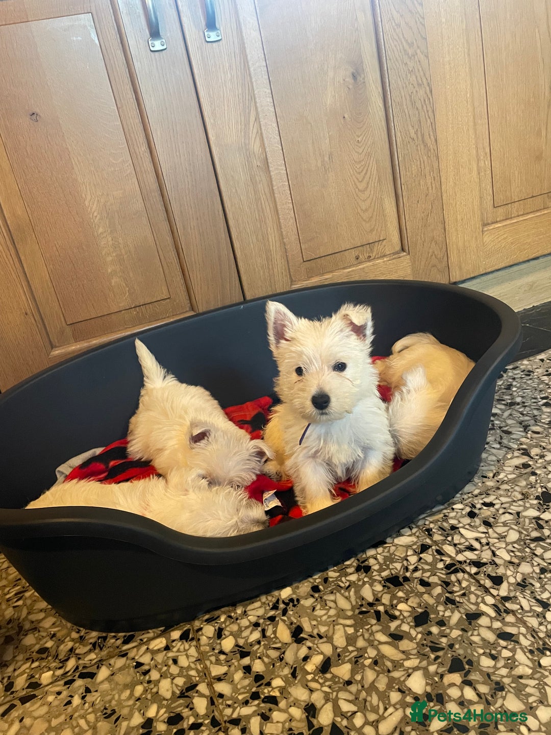 West Highland Terrier dogs for sale: Westie puppies for sale - Image 4