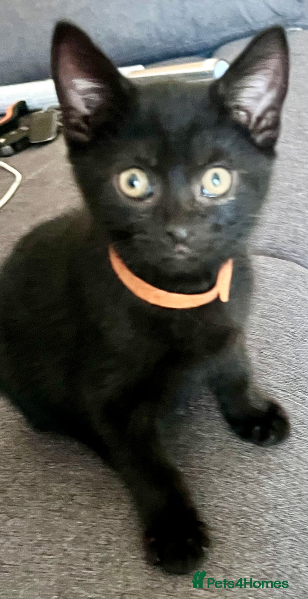 British Shorthair cats for sale: 6 x cutest kittens ever  - Image 6
