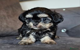 Shih Tzu dogs for sale: Beautiful Shih Tzu Puppies READY TO LEAVE SATURDAY - Image 8