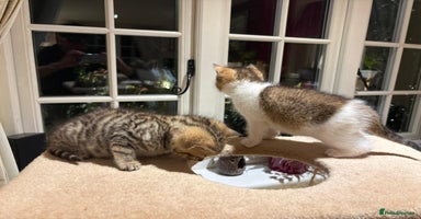 Mixed Breed cats - Advert 12