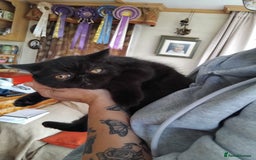 Exotic cats for sale: GCCF Registered Exotic Kittens  - Image 2