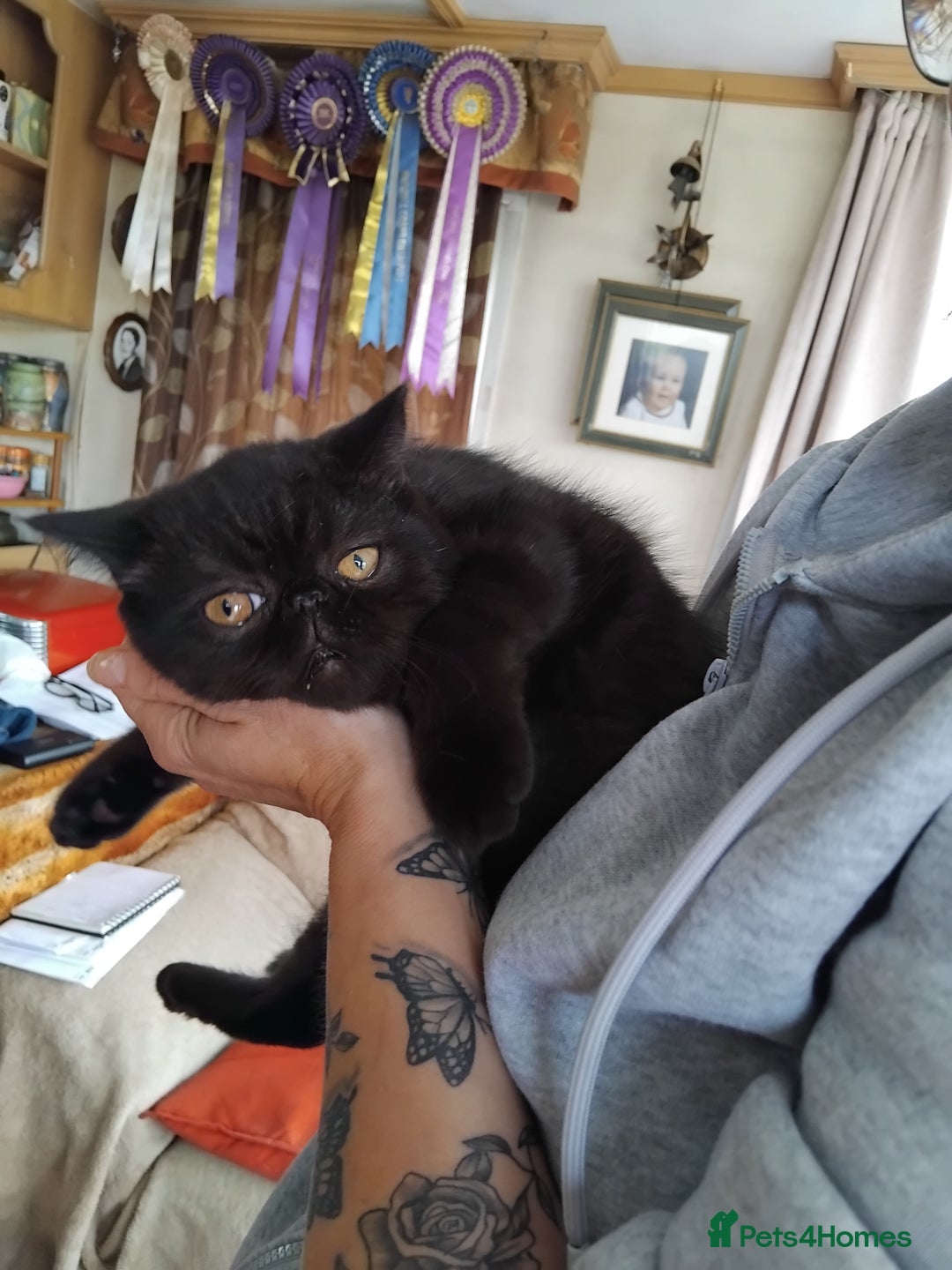 Exotic cats for sale: GCCF Registered Exotic Kittens  - Image 2