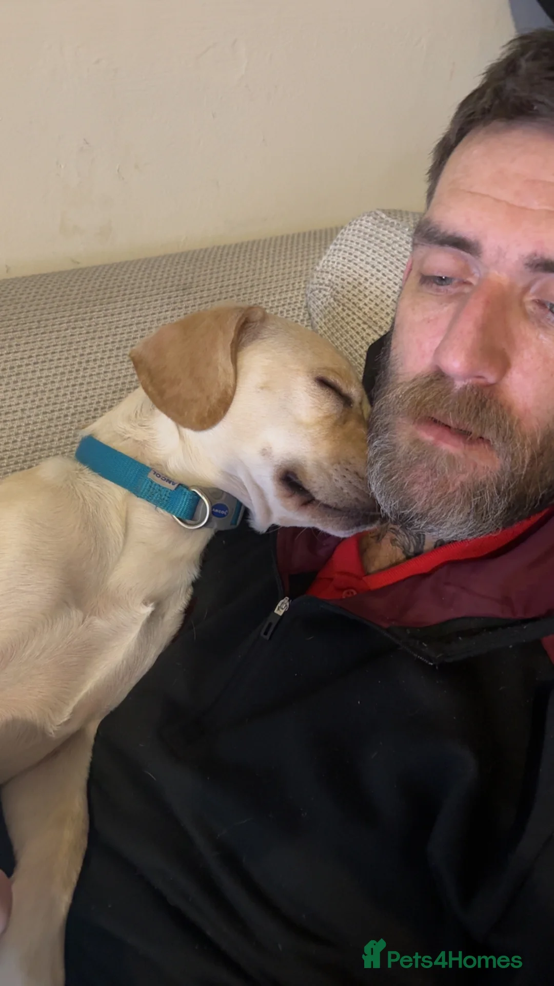 Mixed Breed dogs for sale: Perfect doggy for forever home in Great Yarmouth - Advert 6