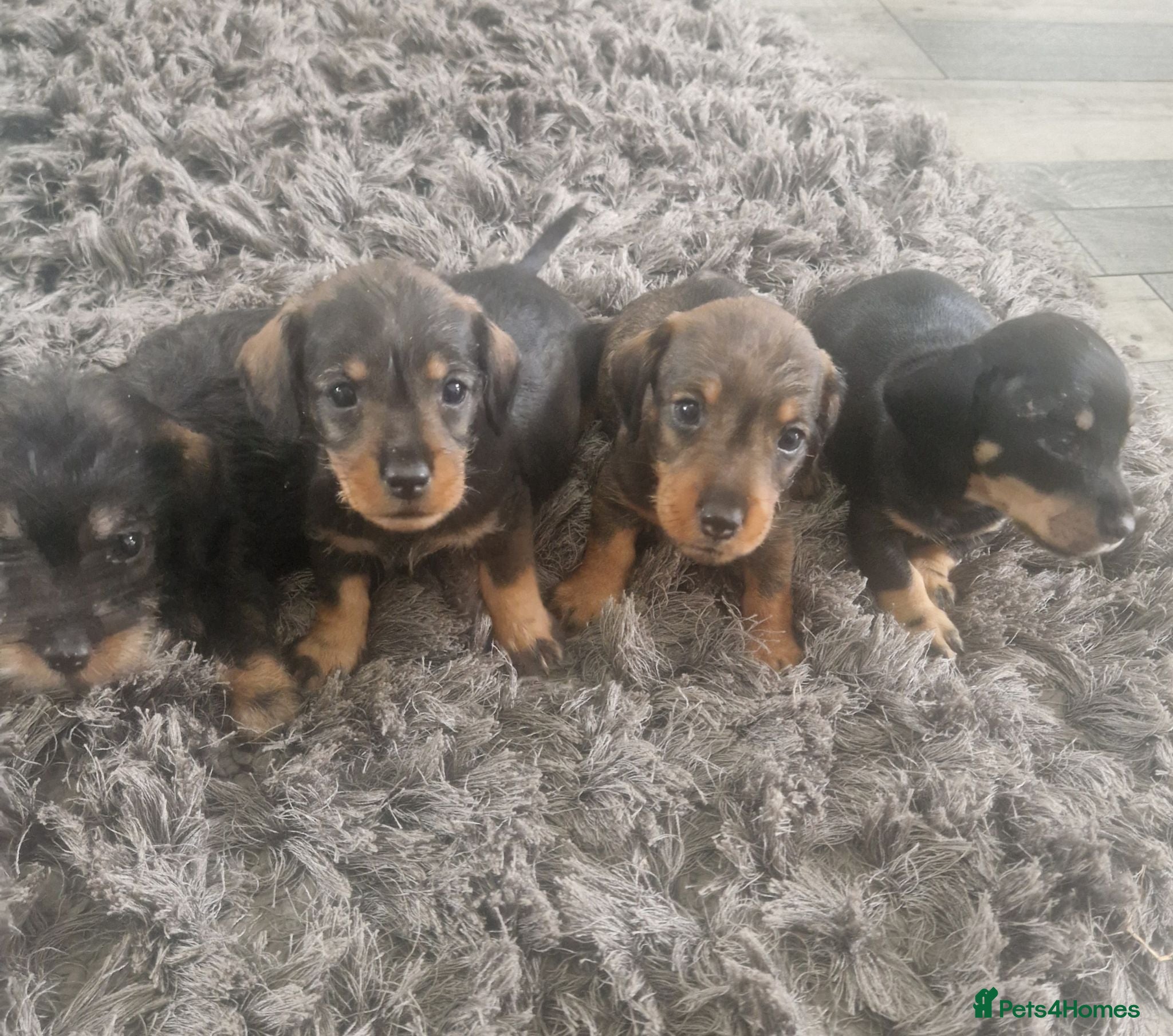 Dachshund dogs Wirehaired daschunds pups (teckle) - Advert 1