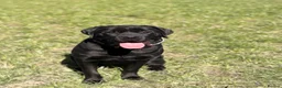 Mixed Breed dogs for sale: Bonnie - Advert 4
