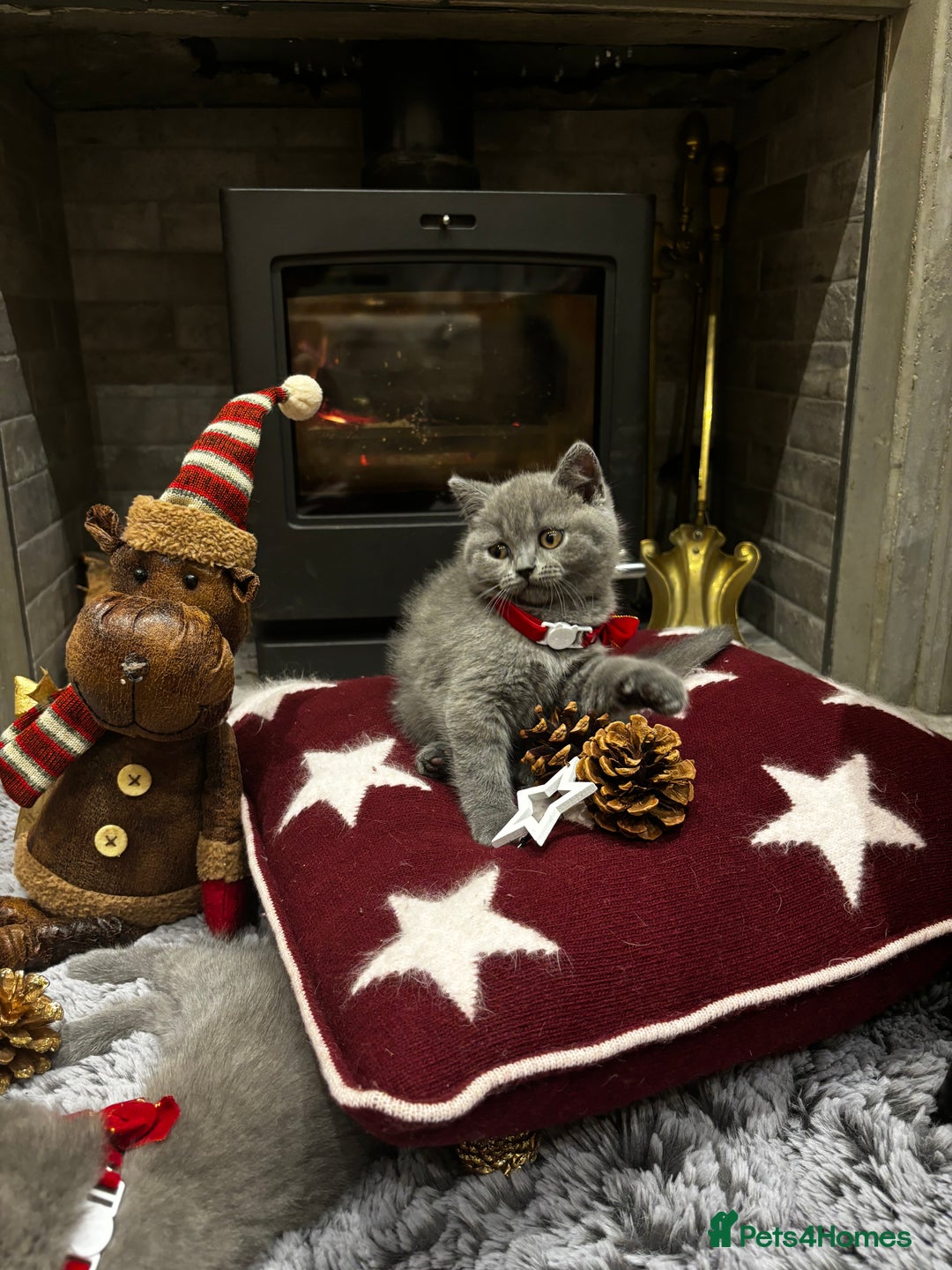 British Shorthair cats for sale: British Shorthair Kittens - Advert 10