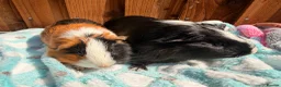 Guinea Pig rodents for sale: 2 bonded Male Guinea pigs  - Advert 5
