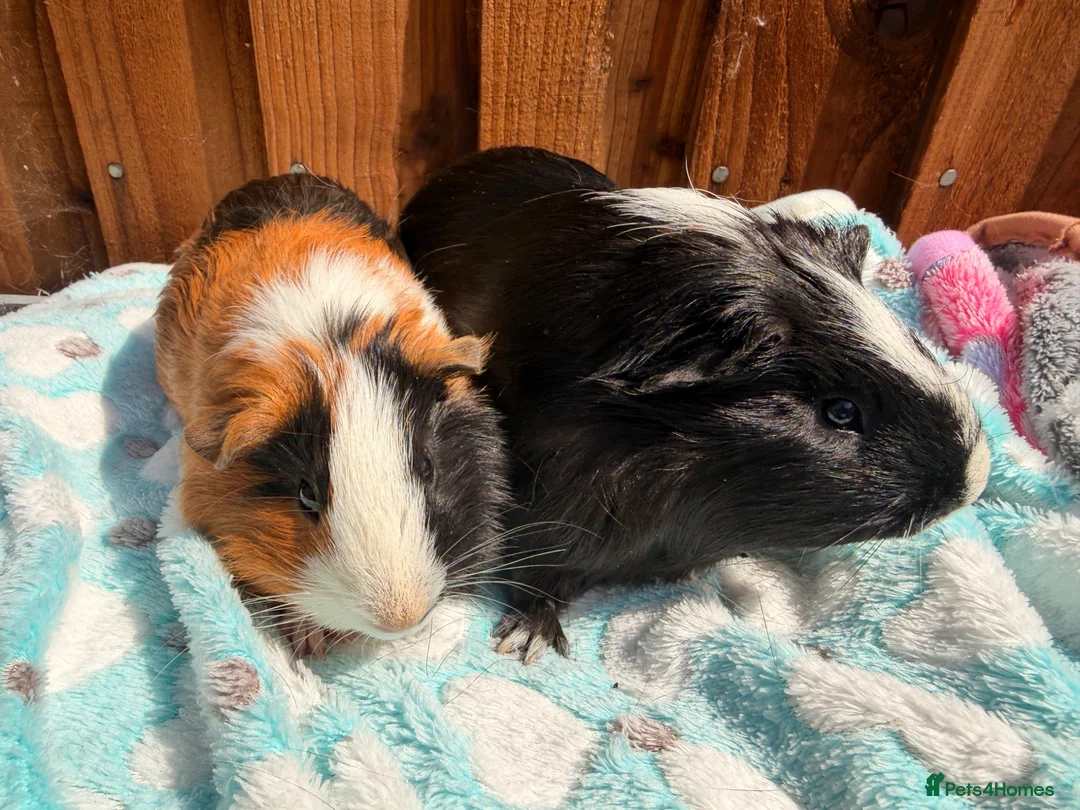Guinea Pig rodents for sale: 2 bonded Male Guinea pigs  - Advert 5